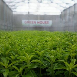 Stevia Farm